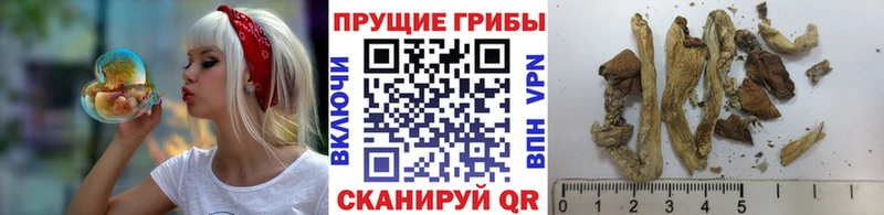 Купить закладки  Каменногорск  Галлюциногенные грибы Magic Shrooms 